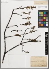 Foto von Salix L.
